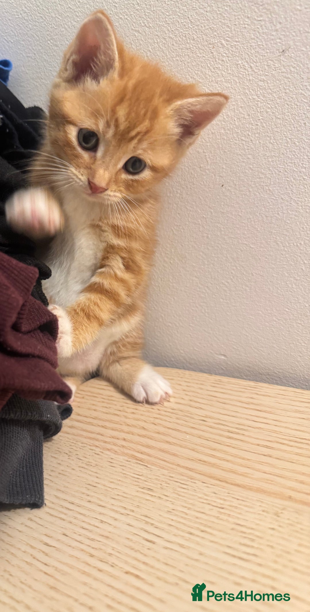 Mixed Breed cats for sale: One ginger male available  - Image 7