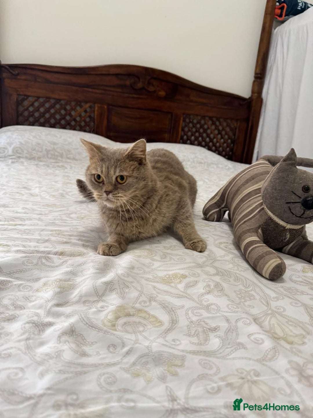 Mixed Breed cats for adoption: ASH -BRITISH SHORT HAIR? AFECTIONATE-BOY NEUTERED  - Image 2