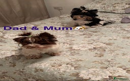 Biewer Terrier dogs for sale: ✨ Beautiful Biewer x Biro Terrier Puppies✨   - Image 1