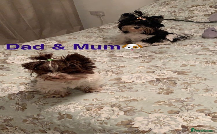 Biewer Terrier dogs - Advert 2