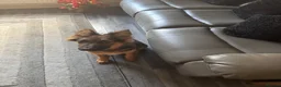 German Shepherd dogs for sale: German Shepherd puppy for sale - Advert 6
