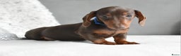 Miniature Dachshund dogs for sale: Miniature Dachshund Boys **LAST BOY** - Advert 4