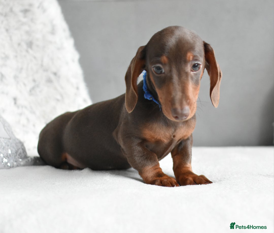 Miniature Dachshund dogs for sale: Miniature Dachshund Boys **LAST BOY** - Advert 4