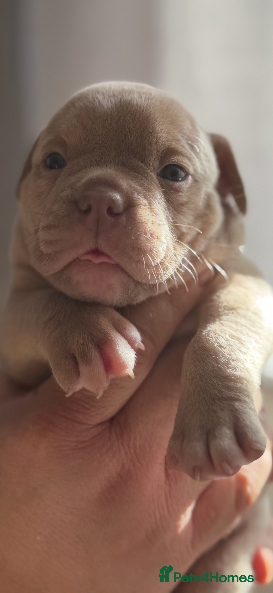 Mixed Breed dogs for sale: Stunning English bulldog mix pocket bully  - Image 15