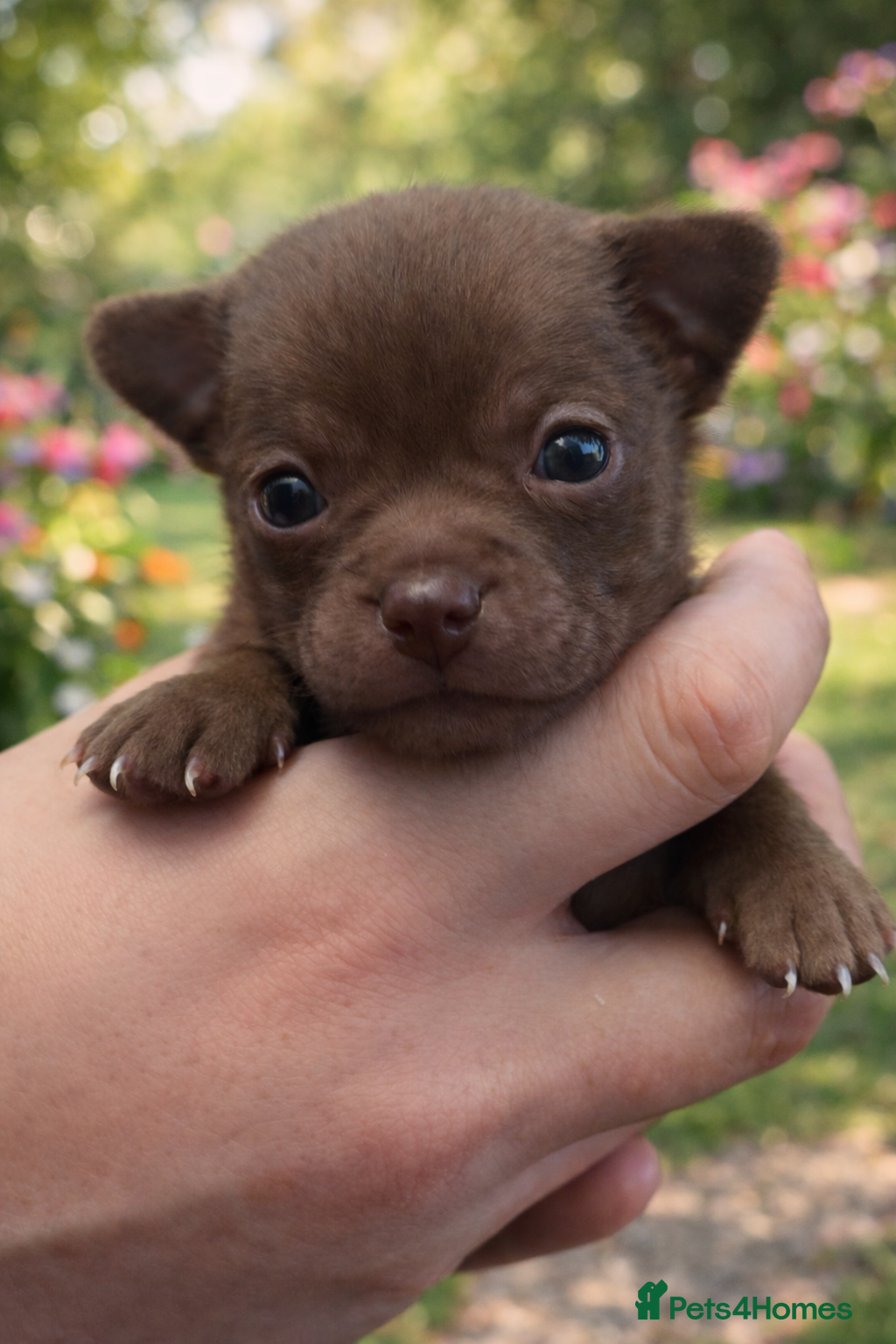 Chihuahua dogs Pedigree chihuahua puppies  - Advert 3