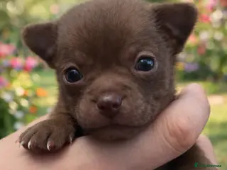 Chihuahua dogs Pedigree chihuahua puppies - Advert 4