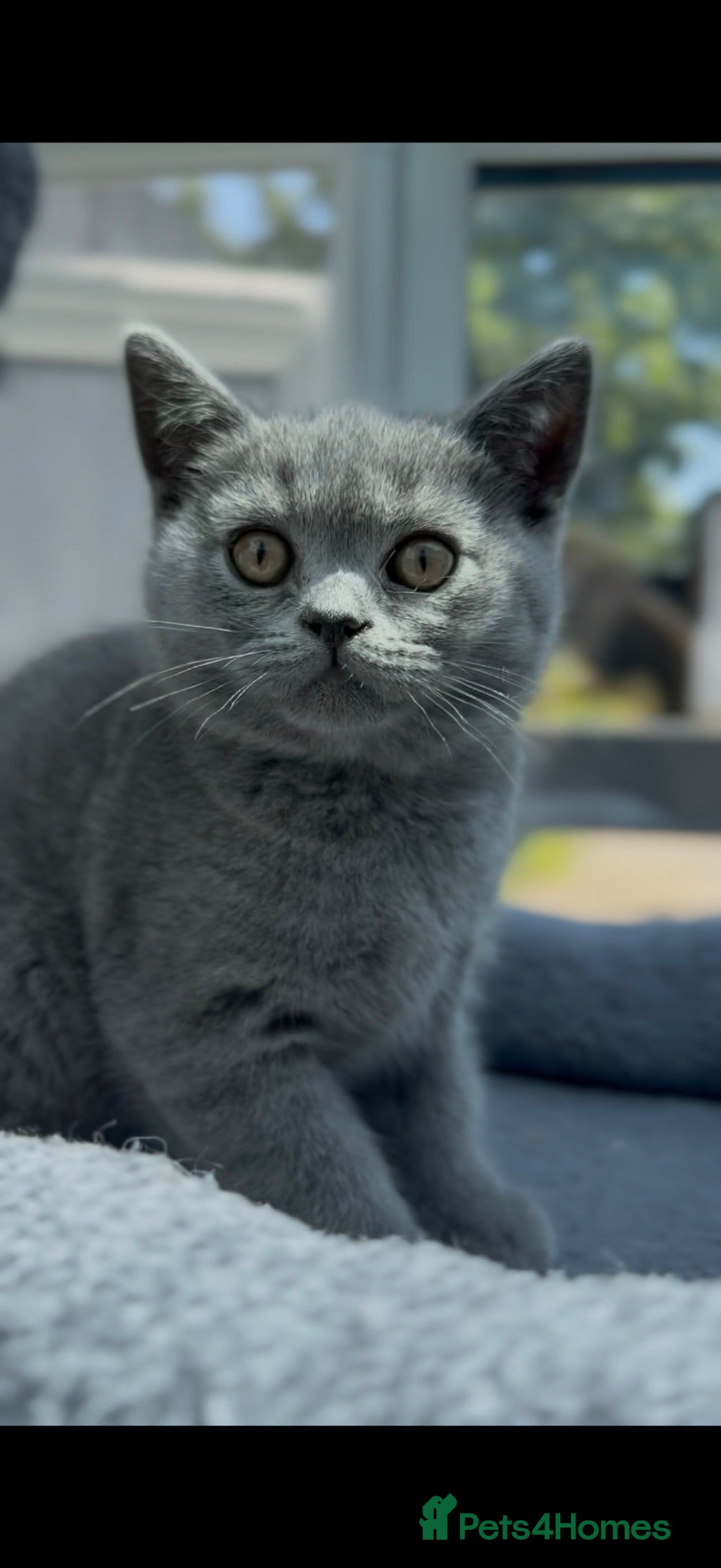 British Shorthair cats ⭐️LAST BOY LEFT⭐️ Blue British Shorthair Kitten - Advert 16