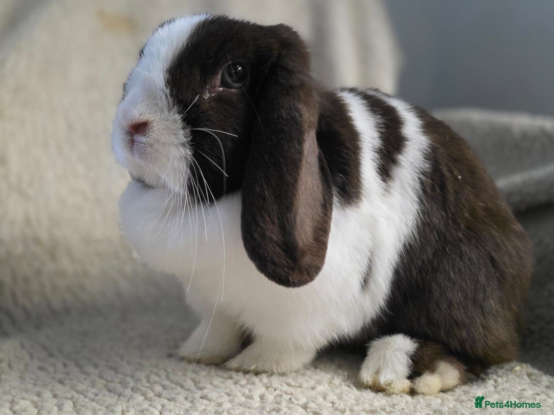 Mini Lop rabbits for sale: Pure bred mini lop baby bunnies - Image 7