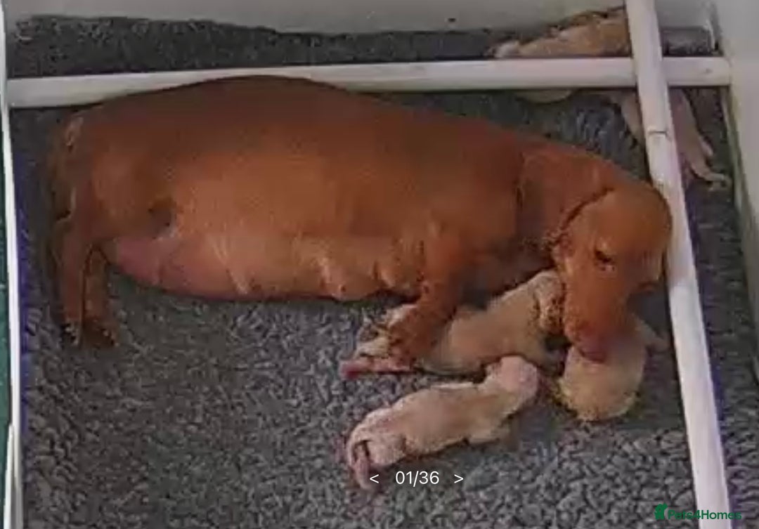 Miniature Dachshund dogs for sale: Cream Dapples & Red Dapples KC registered  - Image 13
