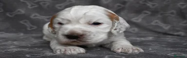 Cocker Spaniel 4