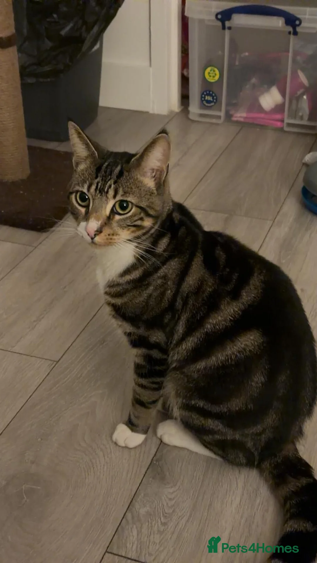 Mixed Breed cats for sale: Looking to rehome 2 beautiful Cats - Advert 4