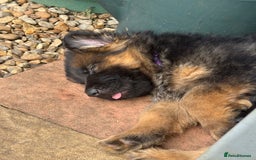 German Shepherd dogs for sale: Gorgeous 10 GSD Puppies Looking For Their Homes - Image 21