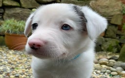 Border Collie dogs for sale: Litter 2 Blue Merles 1 Black and White collie pups - Image 8