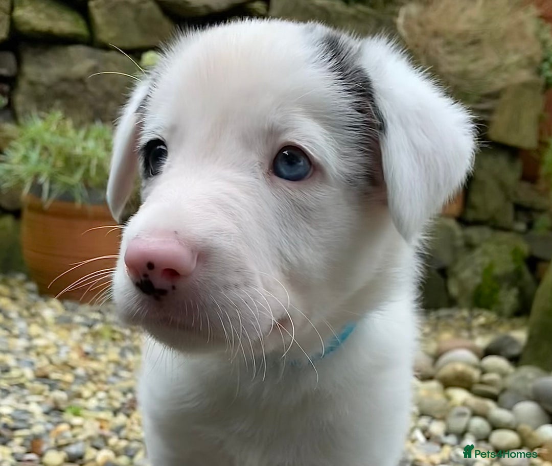 Border Collie dogs for sale: Litter 2 Blue Merles 1 Black and White collie pups - Image 8