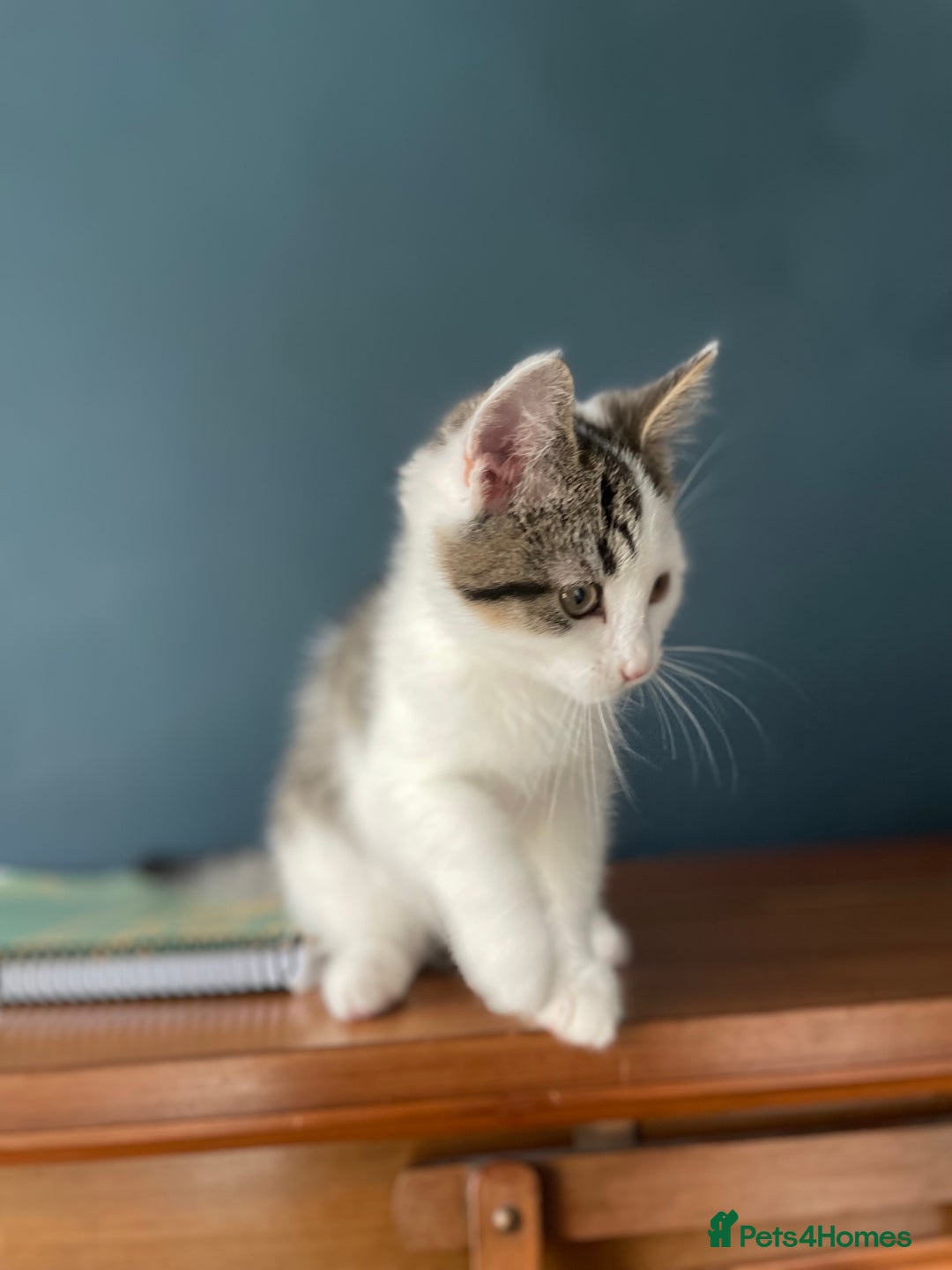 Domestic Shorthair cats for adoption: 12-14 week old mixed kitten pair  - Image 3