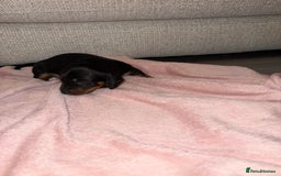 Dachshund dogs for sale: Female Merle and Female Black & Tan Dachshund  - Image 15