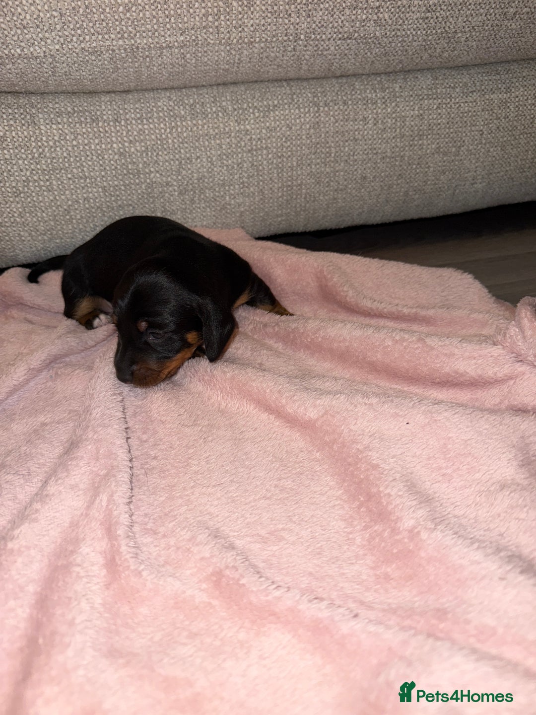 Dachshund dogs for sale: Female Merle and Female Black & Tan Dachshund  - Image 15