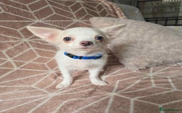 Chihuahua dogs for sale: 3 Handsome (KC) Chihuahua boys left (New photos) - Image 26