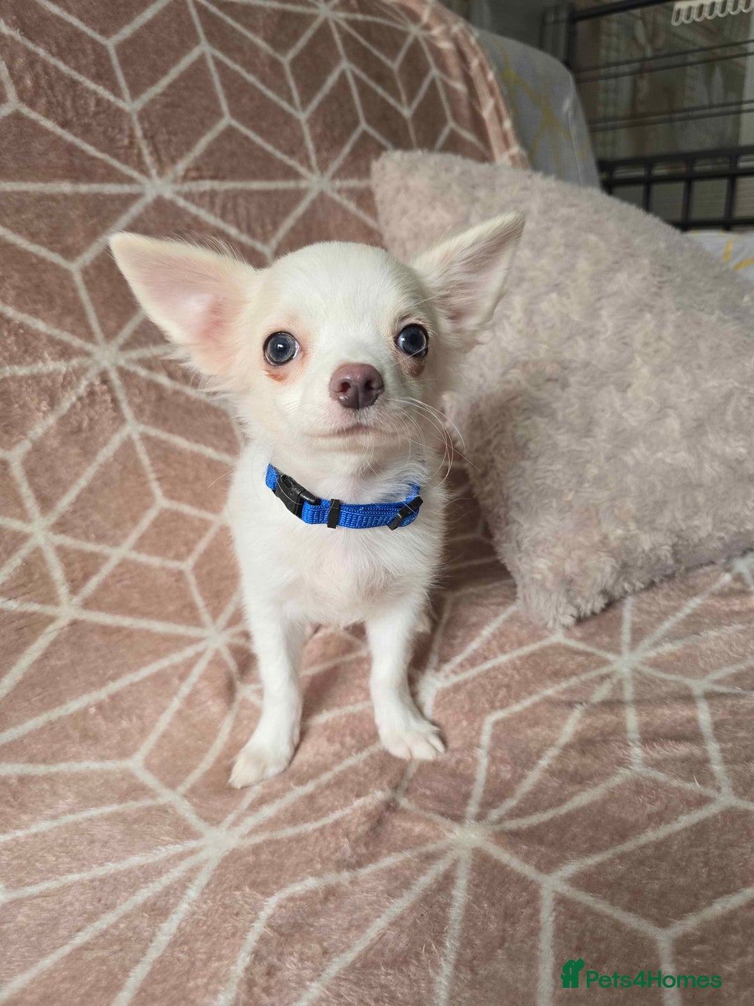 Chihuahua dogs for sale: 3 Handsome (KC) Chihuahua boys left (New photos) - Image 26