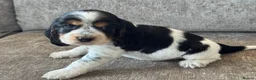 Cocker Spaniel dogs for sale: 🐶100% TRUE SHOW🐶TYPE KC REGISTERD🐶 - Advert 6