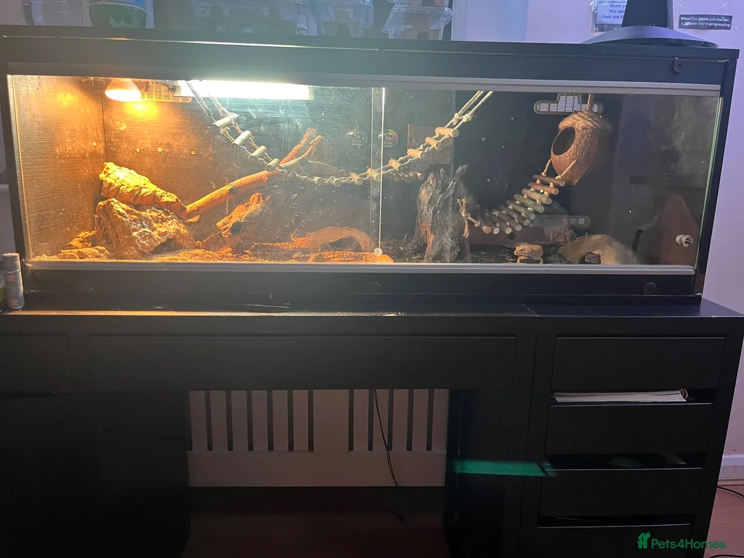 Leopard Gecko reptiles for sale: 2 Female Leopard geckos + vivarium  - Advert 2