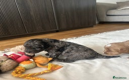 Cavapoo dogs for sale: 💕🐾 Tiny Paws, Big Heart 🐾💕Toy Cavapoo  - Image 8