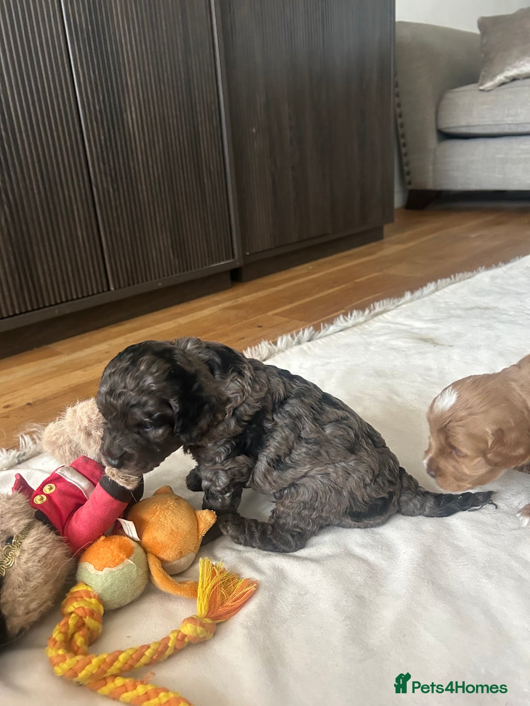 Cavapoo dogs for sale: 💕🐾 Tiny Paws, Big Heart 🐾💕Toy Cavapoo  - Image 8