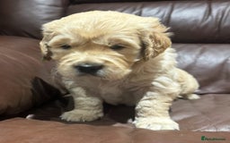 Golden Retriever dogs for sale: 2 chunky golden retriever male puppies  - Image 3