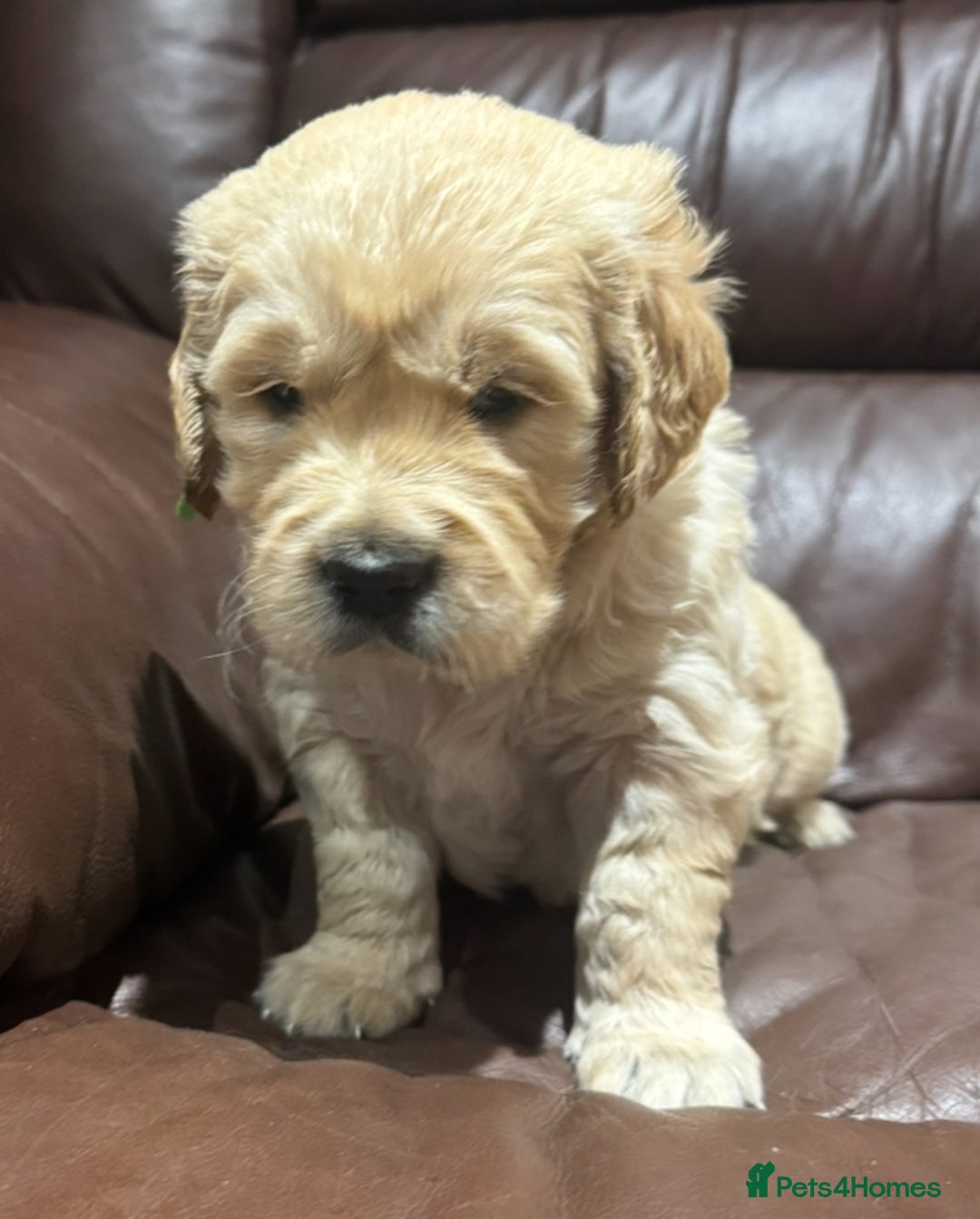 Golden Retriever dogs for sale: 2 chunky golden retriever male puppies  - Image 3