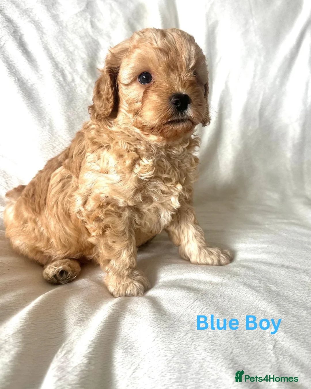 Cavapoo dogs for sale: 3 Stunning Cavapoo Puppies for sale  - Advert 2