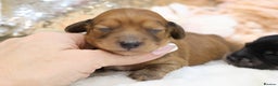 Miniature Dachshund dogs for sale: KC Miniature Dachshund Longhair Puppies - Advert 12