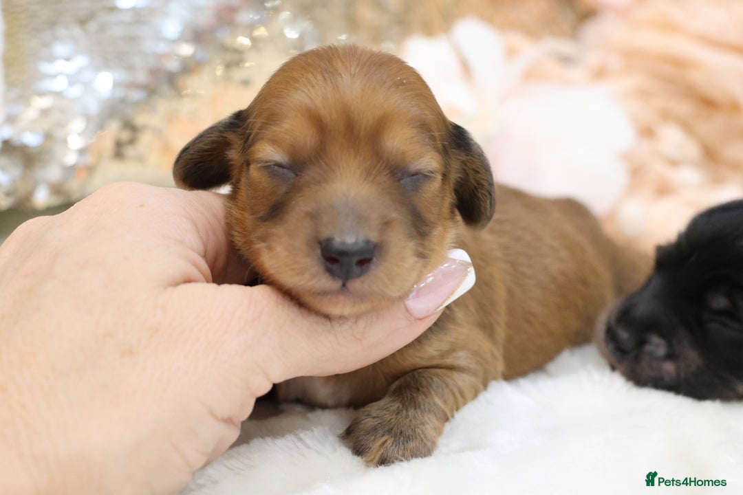 Miniature Dachshund dogs for sale: KC Miniature Dachshund Longhair Puppies - Advert 12