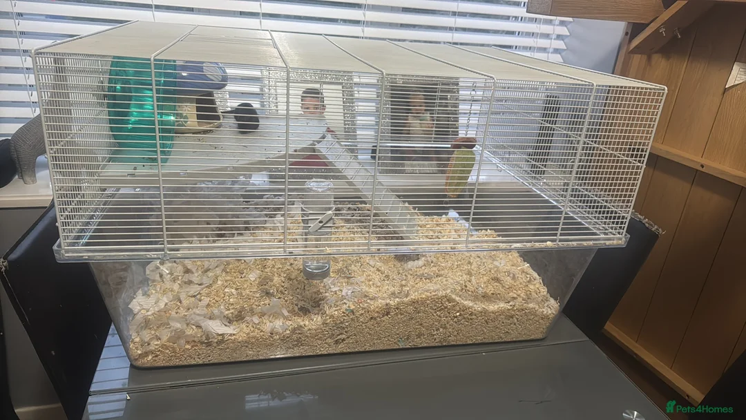 Gerbil rodents for sale: 2 female gerbils  - Advert 3