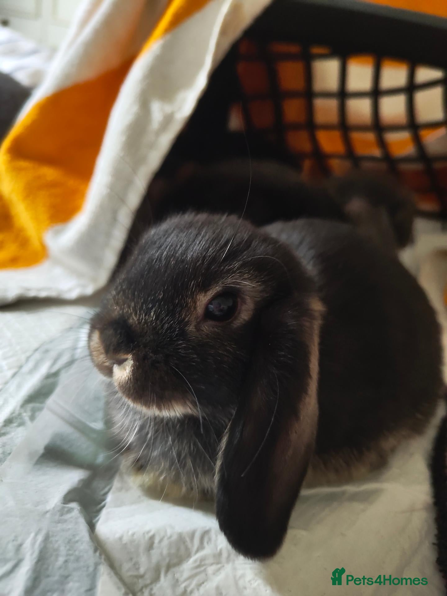 Mini Lop rabbits Adorable baby mini lops 8 weeks  - Advert 12