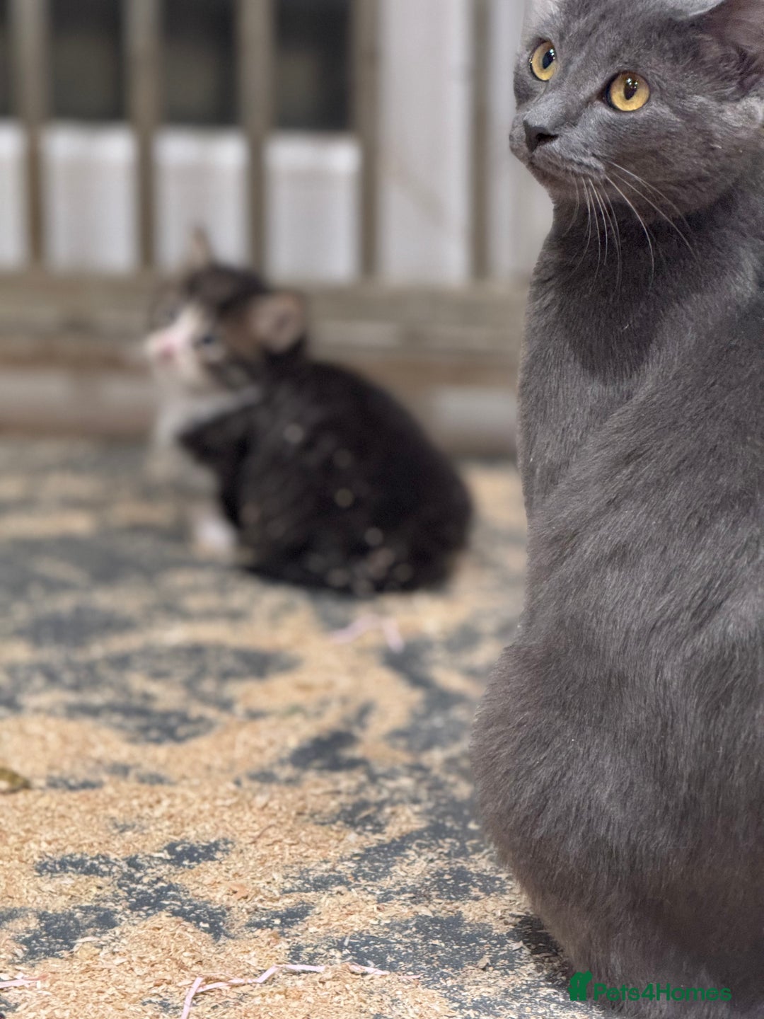 Mixed Breed cats for sale: 5 lovely kittens for sale  - Image 12