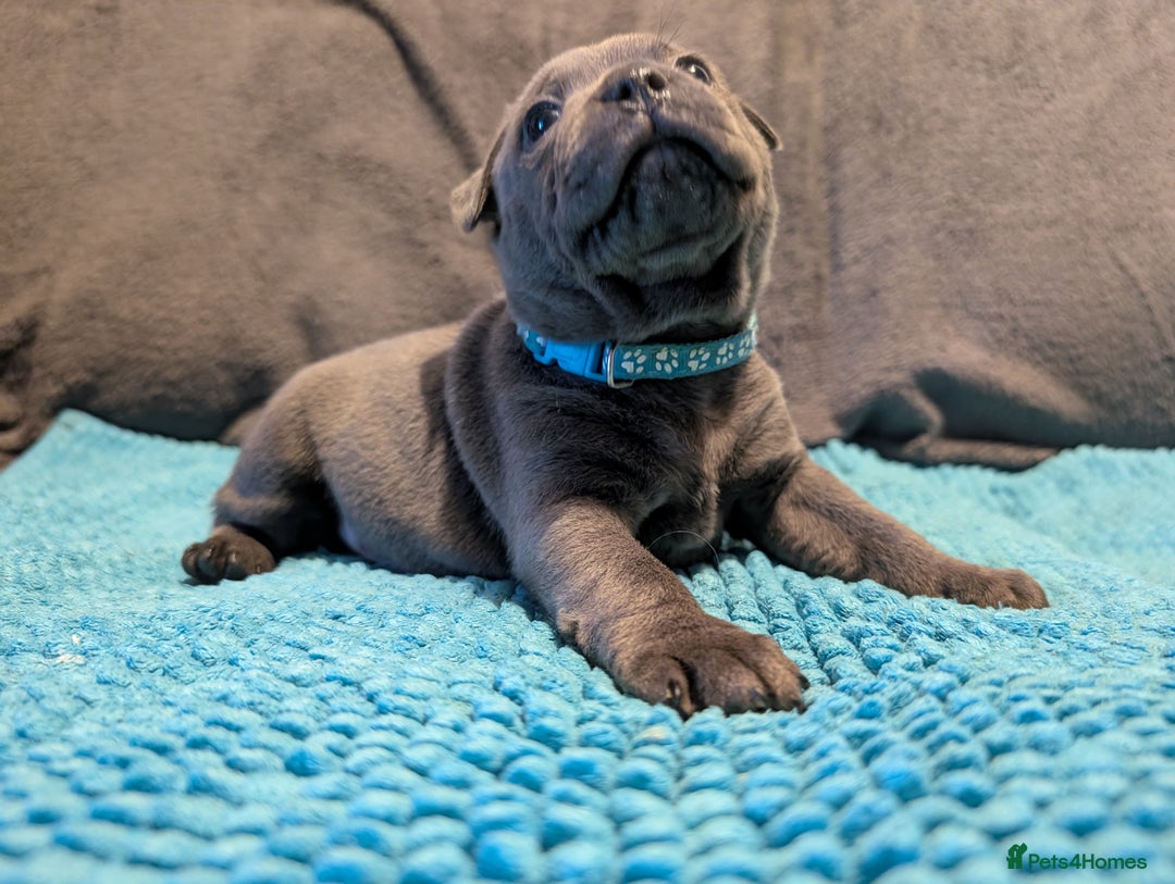 Staffordshire Bull Terrier dogs for sale: KC registered beautiful staffies puppies to sell - Advert 11