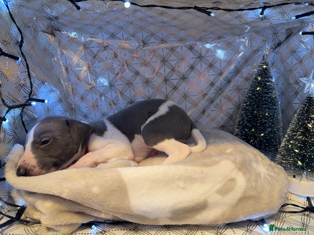 Whippet dogs for sale: Whippets  - Advert 23