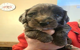 Cockapoo dogs for sale: Gorgeous Cockerpoo Puppies  - Image 8