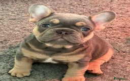 French Bulldog dogs for sale: French Bulldog Puppies - Image 2