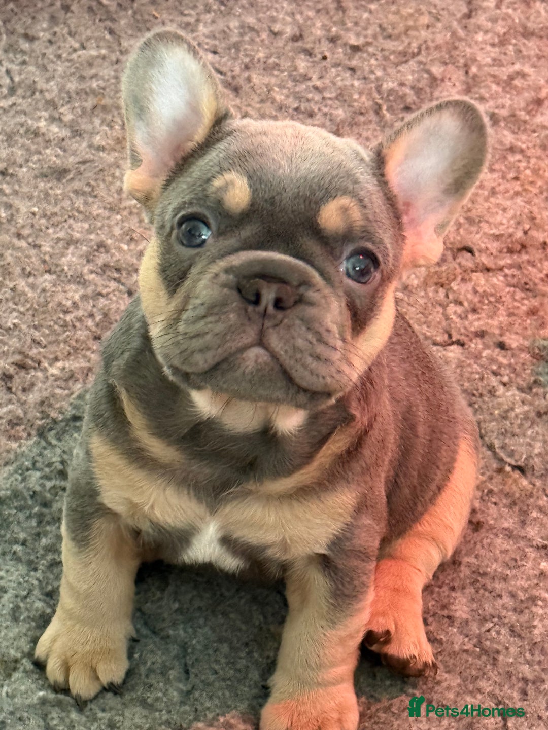 French Bulldog dogs for sale: French Bulldog Puppies - Image 2