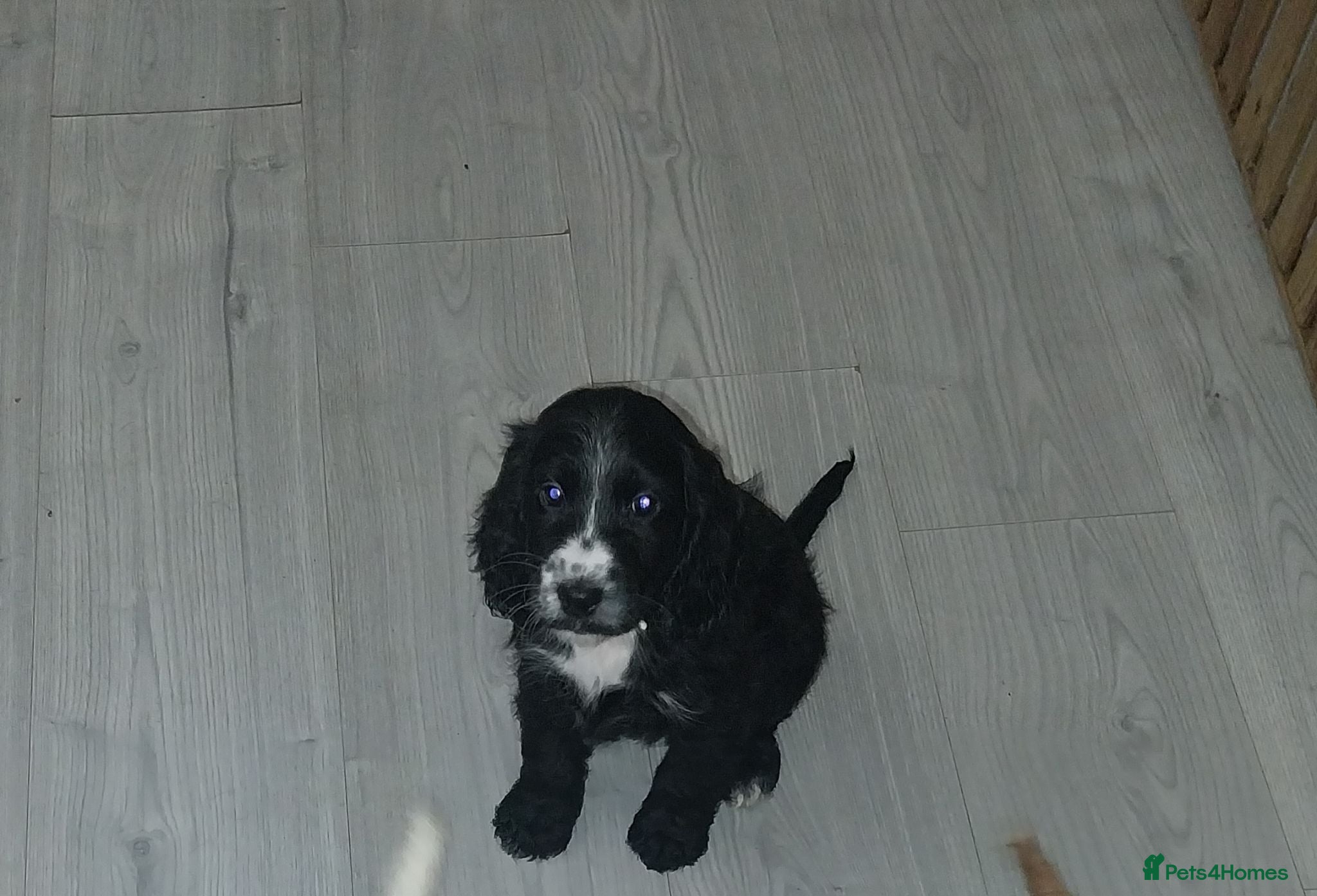 Cockapoo dogs F1b black cockapoo puppie 8 weeks old  - Advert 1