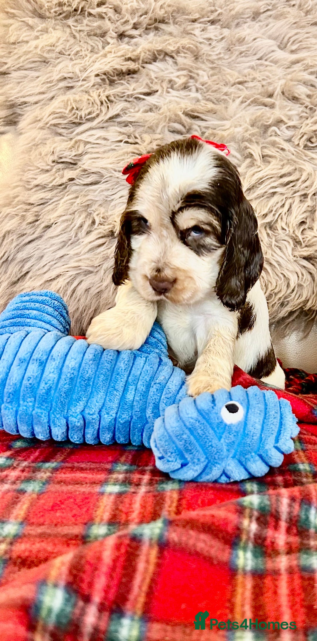 Cocker Spaniel dogs for sale: KC Show cocker spaniel pups chocolate Sable Roan   - Image 16