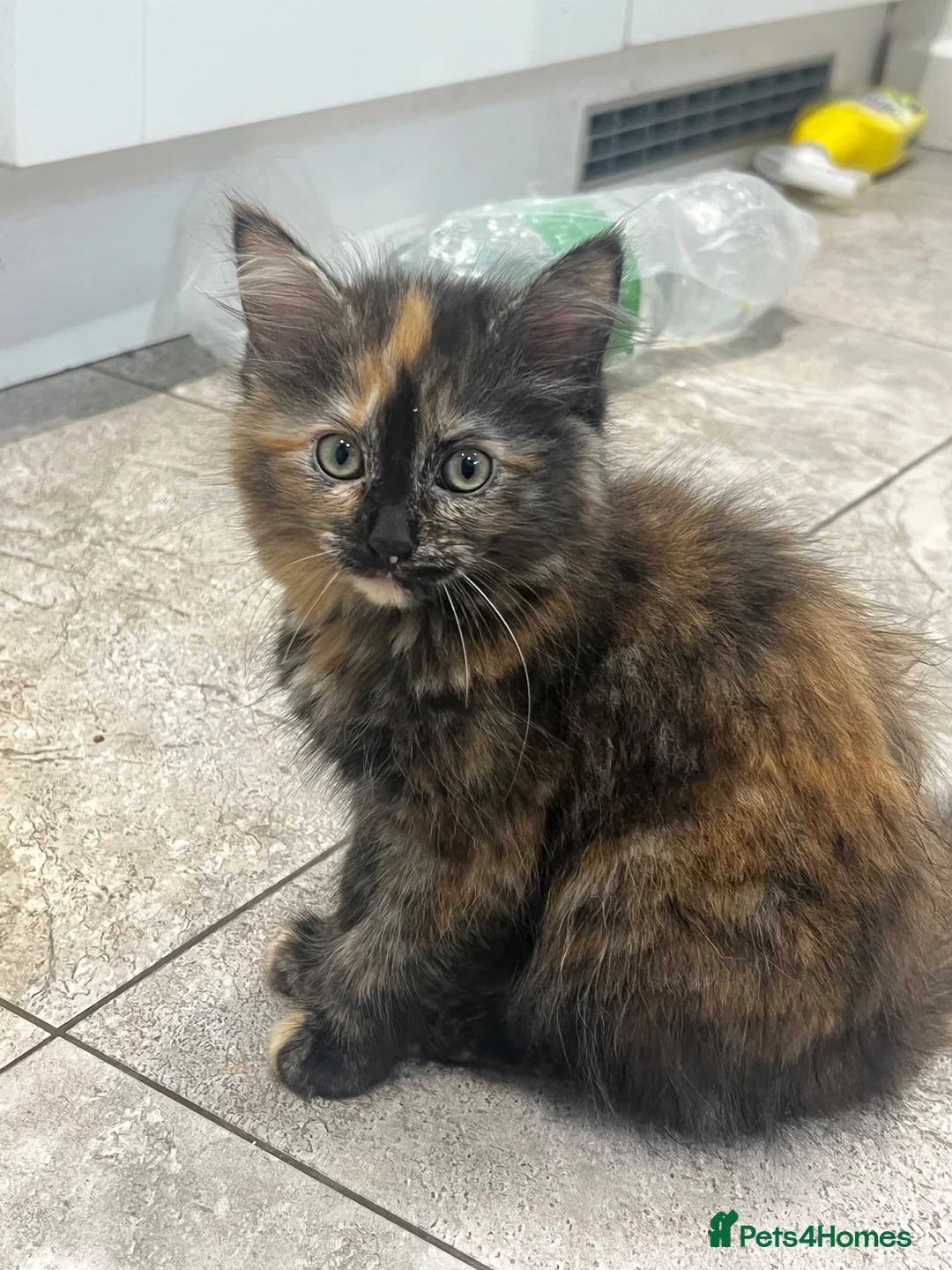 Mixed Breed cats for sale: Beautiful Friendly Kittens Ready for Loving Homes - Advert 31