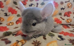 Chinchilla rodents for sale: Gorgeous Female Chinchilla  - Image 2