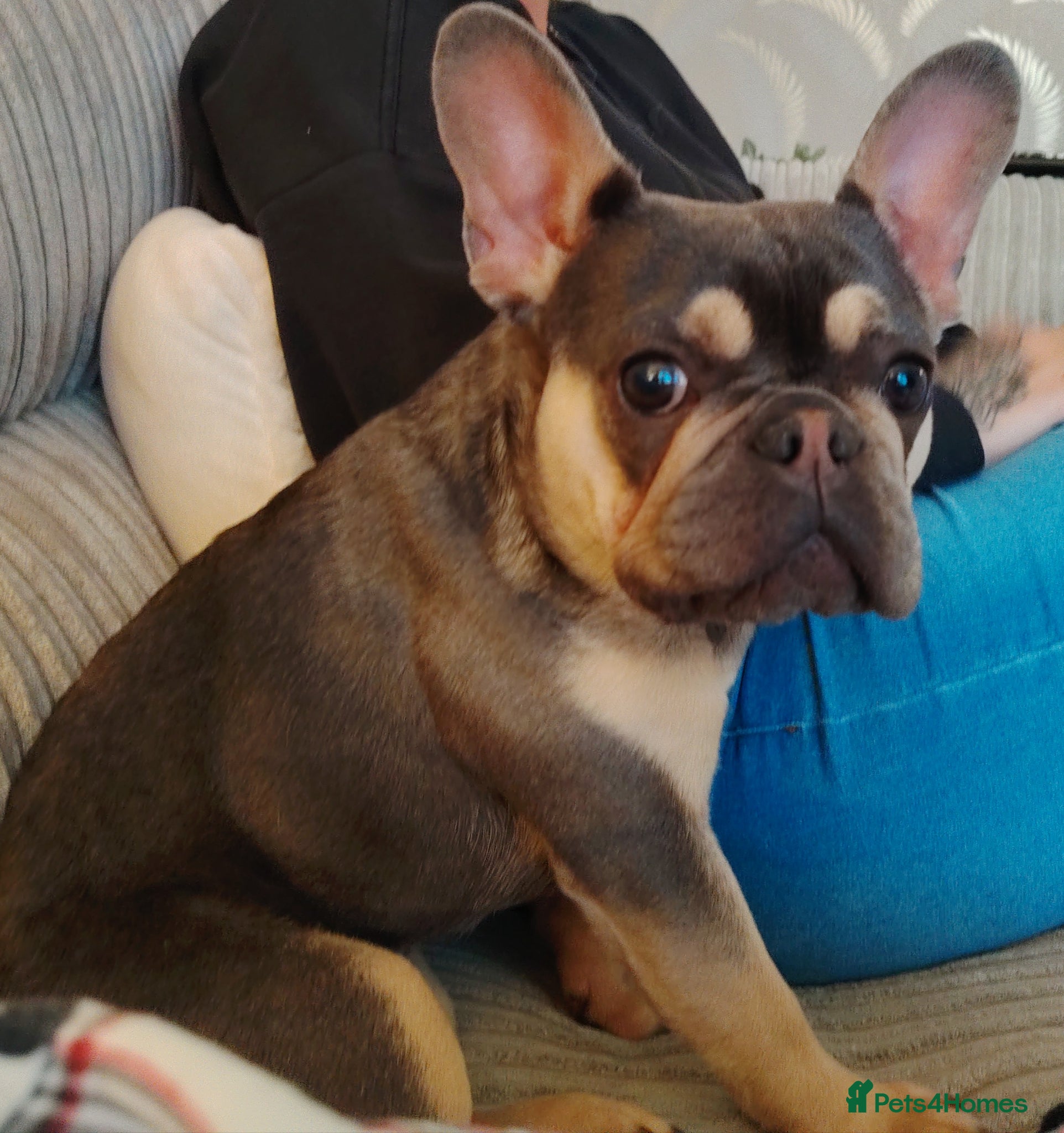French Bulldog dogs French bulldog puppy - Advert 2