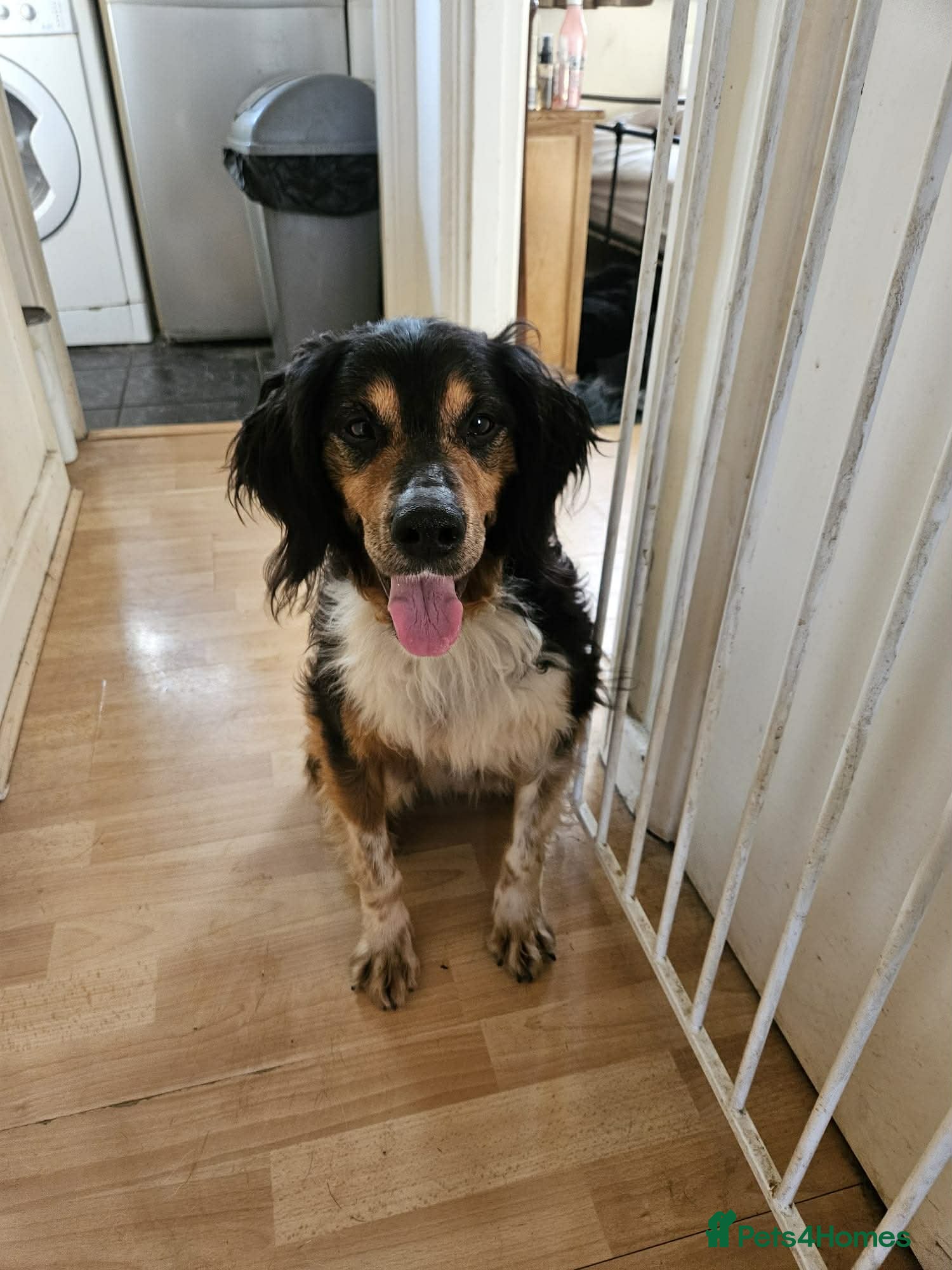 Brittany Spaniel dogs Sweet Imani loves everybody! Reading, Berkshire - Advert 2