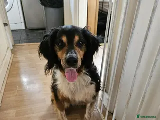 Brittany Spaniel dogs Sweet Imani loves everybody! Reading, Berkshire - Advert 2