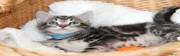 Mixed Breed cats for sale: Tabby Kittens  - Advert 11