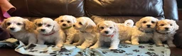 Cavachon dogs for sale: Cute Cavachon x bichon Frise puppies  - Advert 23