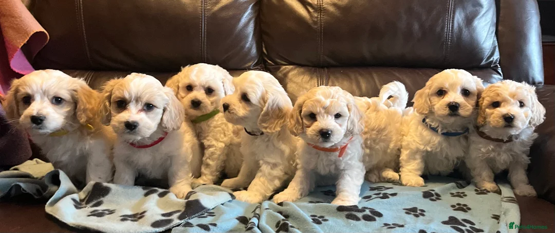 Cavachon dogs for sale: Cute Cavachon x bichon Frise puppies  - Advert 23